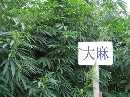 大麻